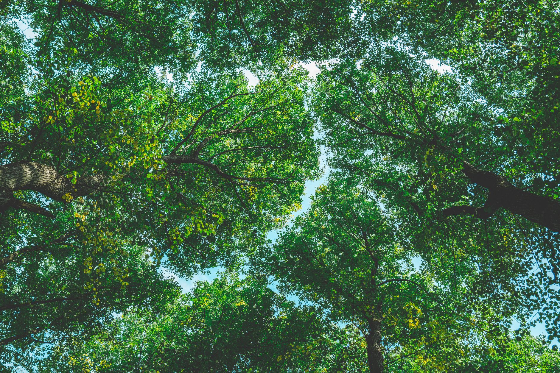 Bright sunlight through a cool green forest canopy, reflecting the natural approach at Forest Natural Health in Jacksonville, FL